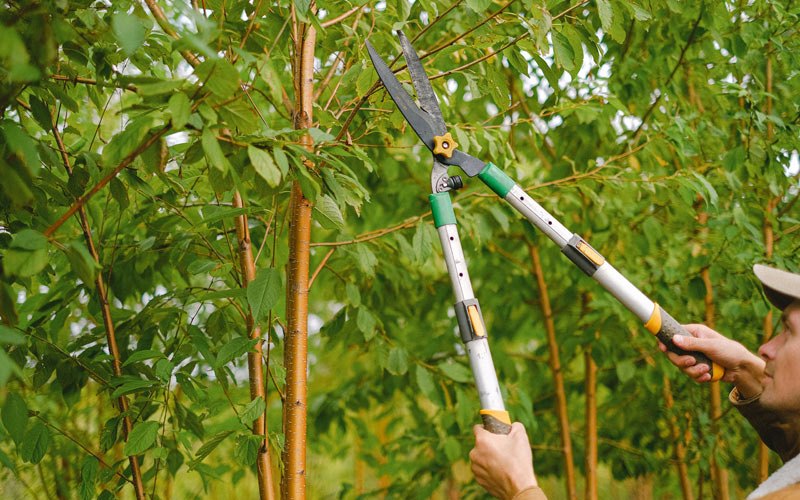 Tree trimming in Horace, ND