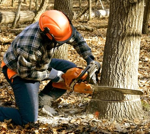 Tree Removal in Horace, ND